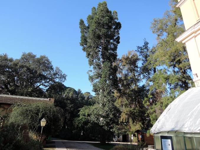 Descripci�n: Descripci�n: http://www.plantasyhongos.es/herbarium/a/Agathis_robusta_07.jpg